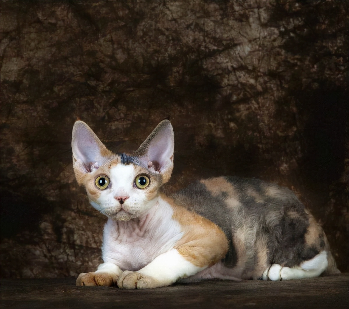 德文卷毛猫甜美,顾ta德文卷毛猫