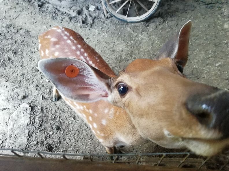 洛阳栾川竹海野生动物园值得去吗,洛阳栾川竹海野生动物园都有什么