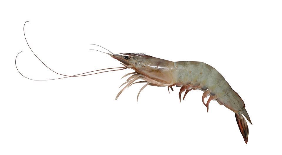 挑虾怎么挑才能挑到新鲜的虾类,如何有效挑选虾类的虾种呢