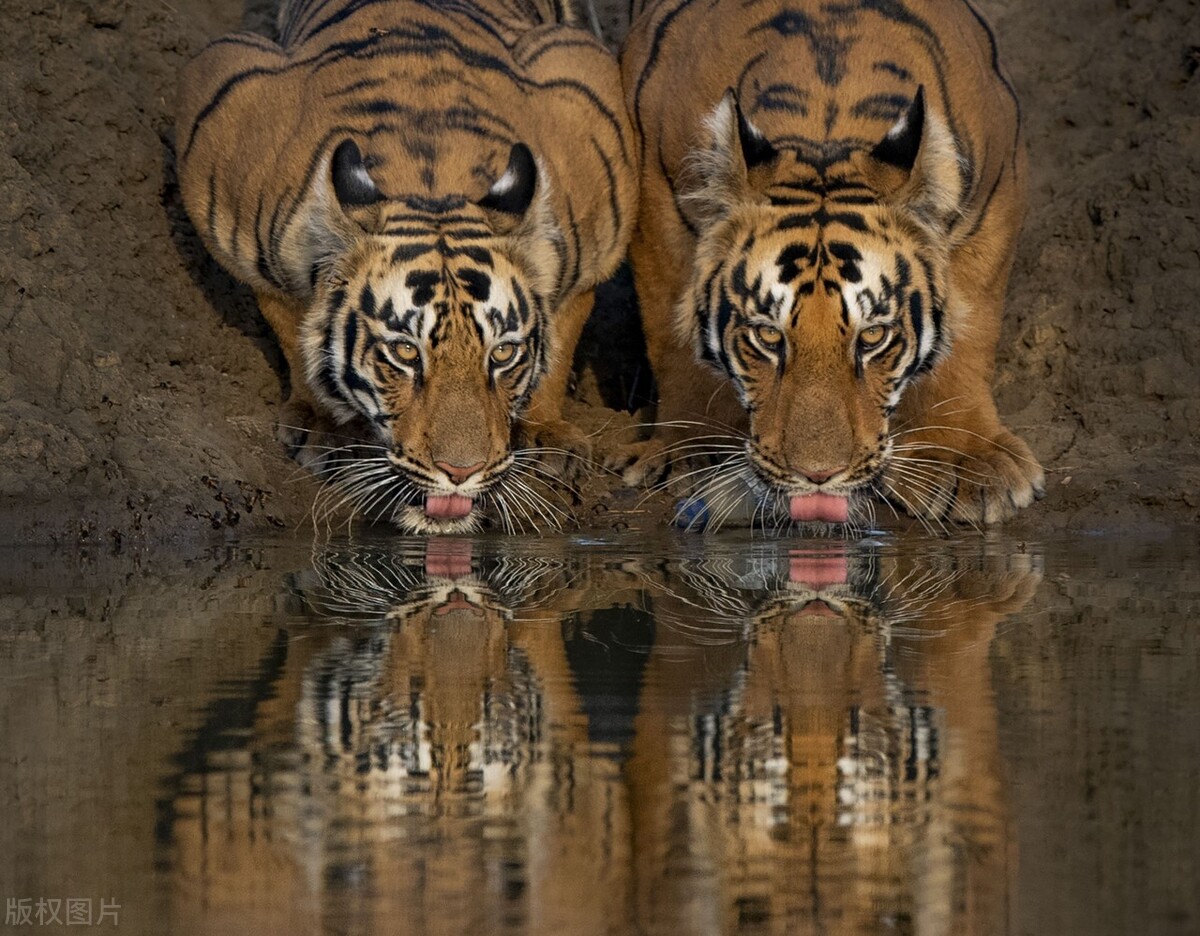 真正的野生老虎多可怕,为什么野生老虎处于危险中