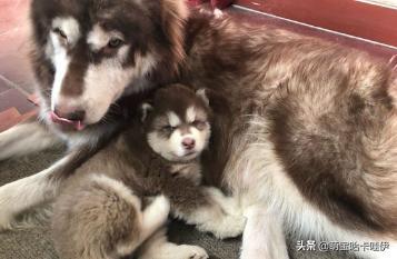 阿拉斯加五个月不粘人,阿拉斯加粘不粘人