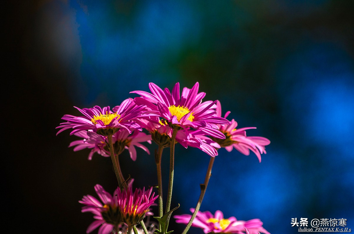 理光镜头和宾得通用吗,宾得理光图片大全