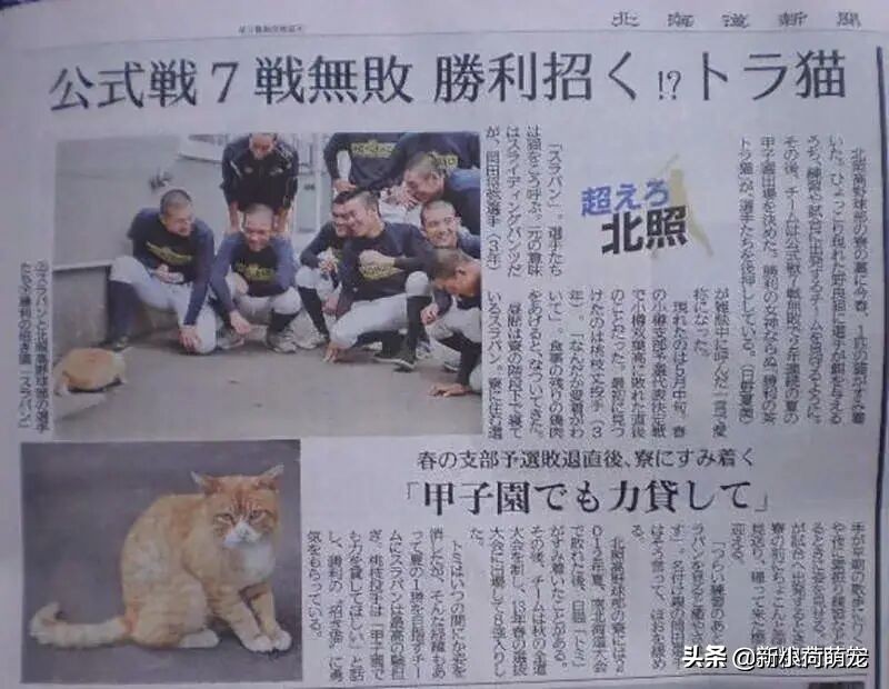 濒临解散的足球队，因一只流浪猫登上足坛奇迹，原因离奇让人感动