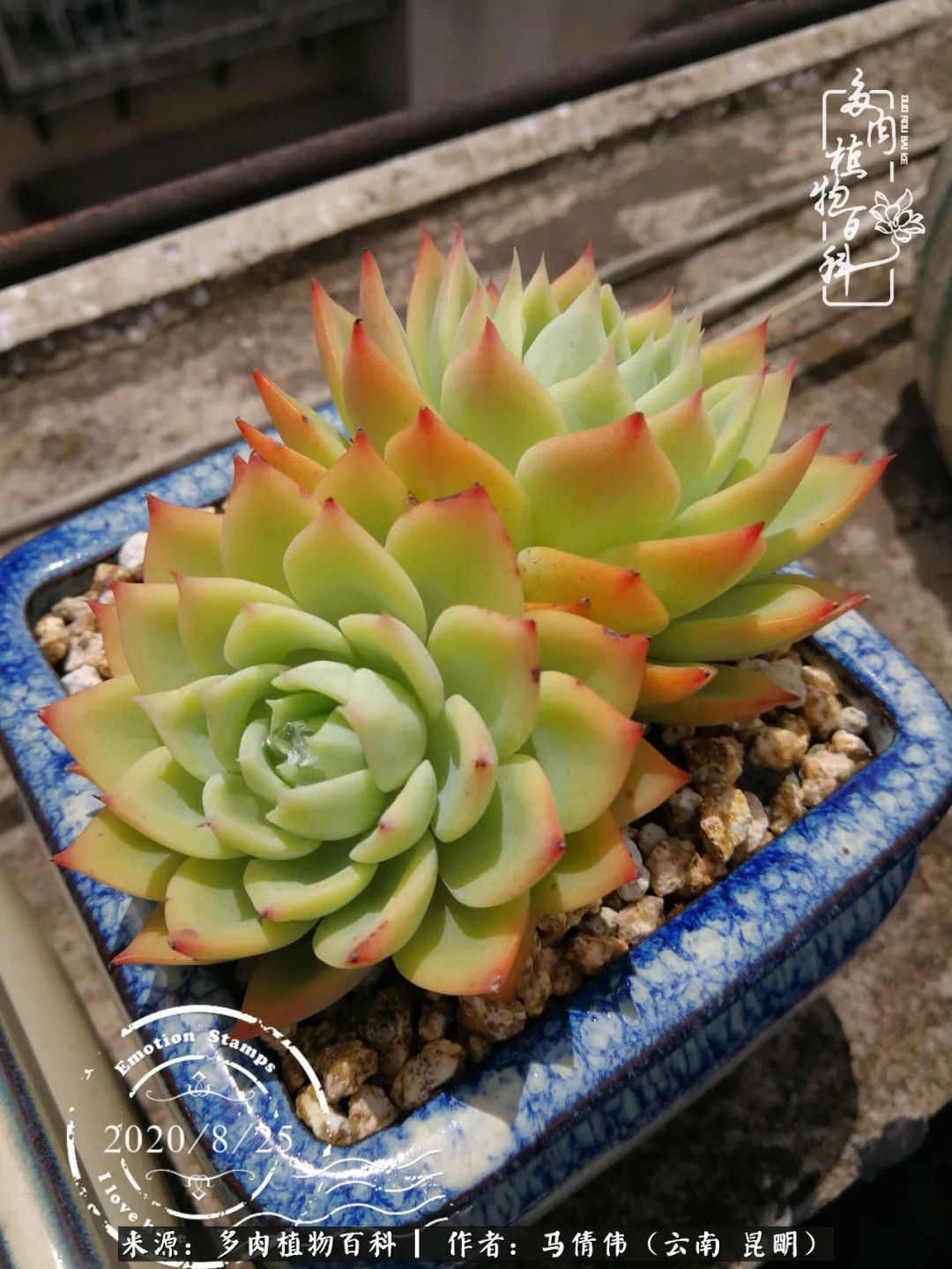 熬过了夏天的多肉,多肉熬过夏天惊艳整个秋天