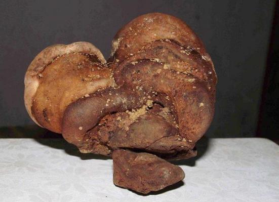 四川双流县棺材长灵芝,发现珍贵的野生灵芝