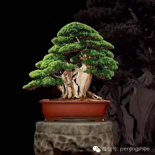 世界十大罕见花卉,世界名贵花卉高清大图