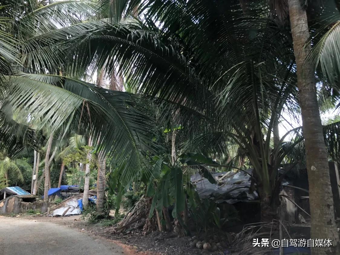 东郊椰林青椰,海南省东郊椰林树影