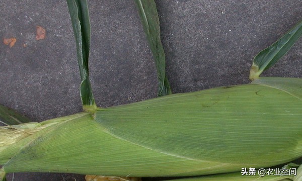 甜玉米可以食用还可以做饮料，甜玉米乳饮料加工工艺