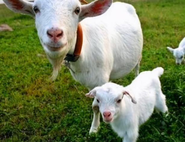 母羊产后奶水少怎么办,母羊产后奶水不足母羊不吃食