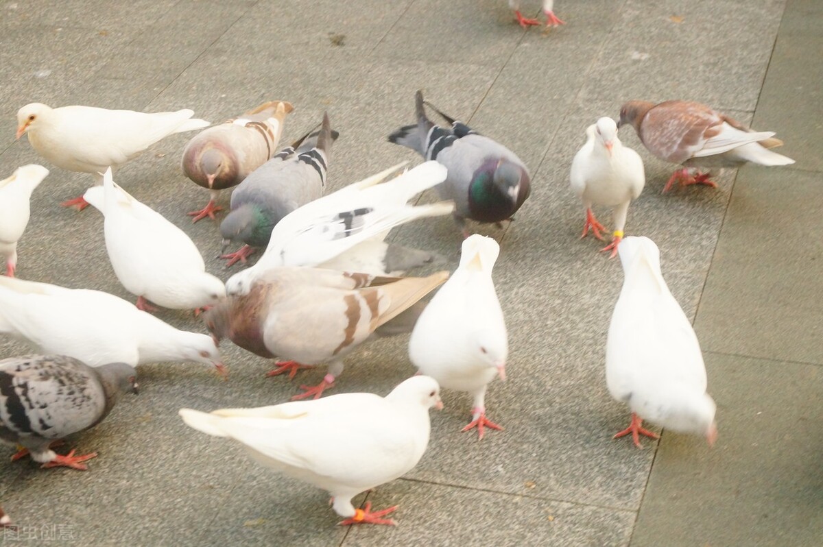 鸽子拉稀便不吃食怎么治,鸽子拉稀拉绿屎怎么治
