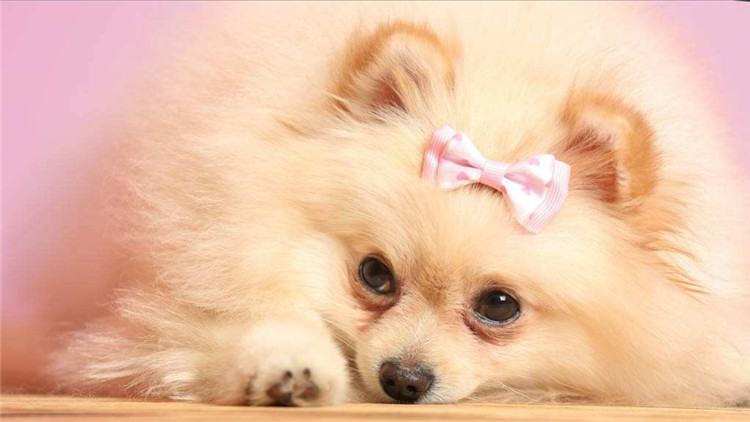 狗狗长小疙瘩,狗狗长皮肤病还会长出新毛吗