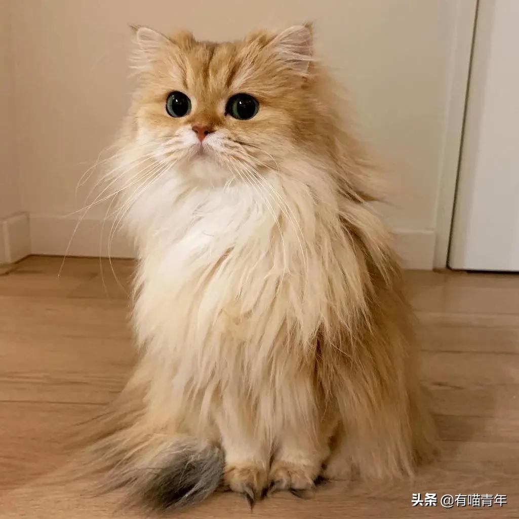 最可怕的5种猫,盘点很可怕的几种猫