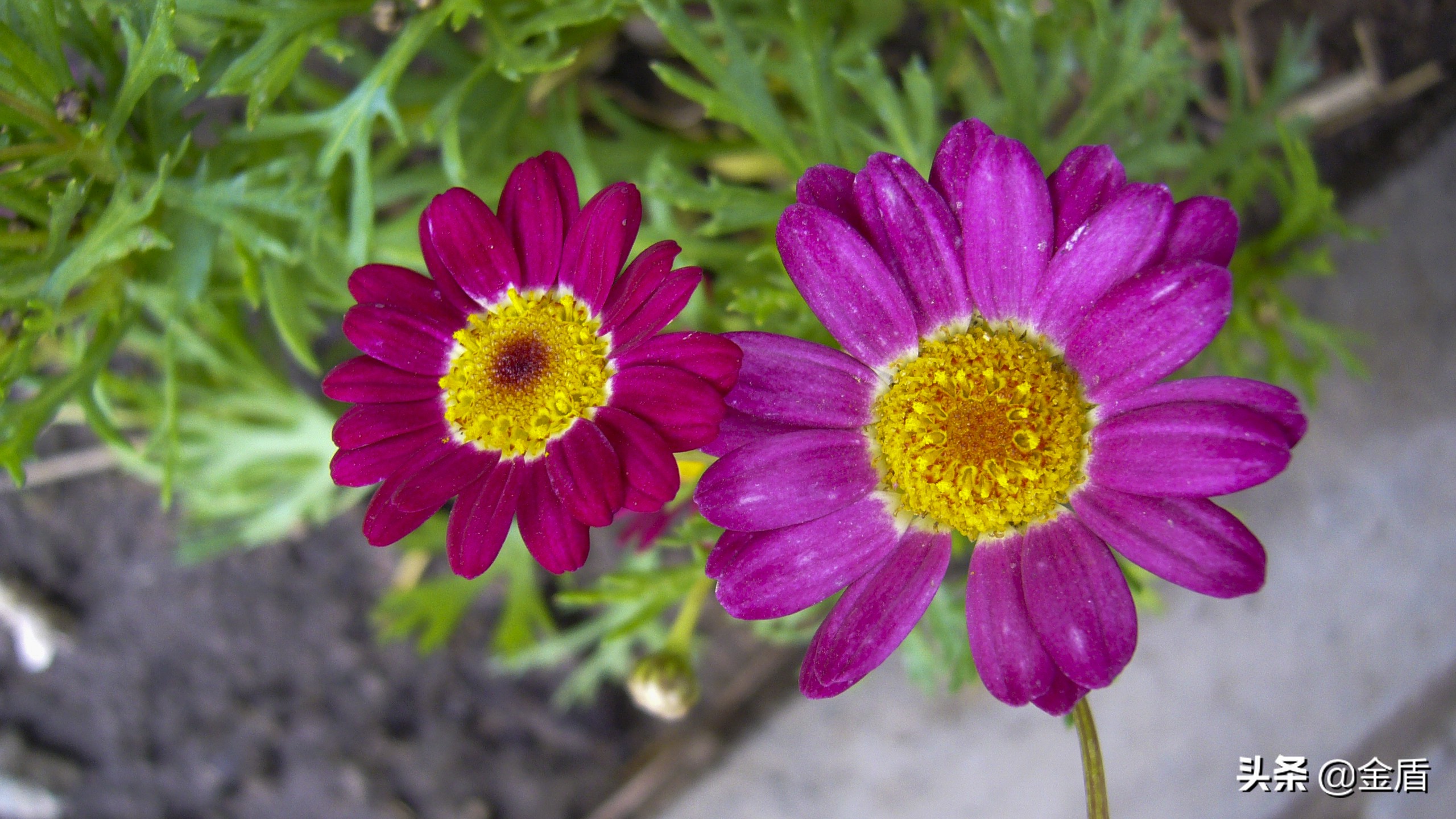 茼蒿花漂亮,木茼蒿花简介