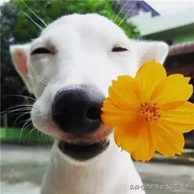 一句英文描述你的英语水平,用一句话证明你的英语水平的英语