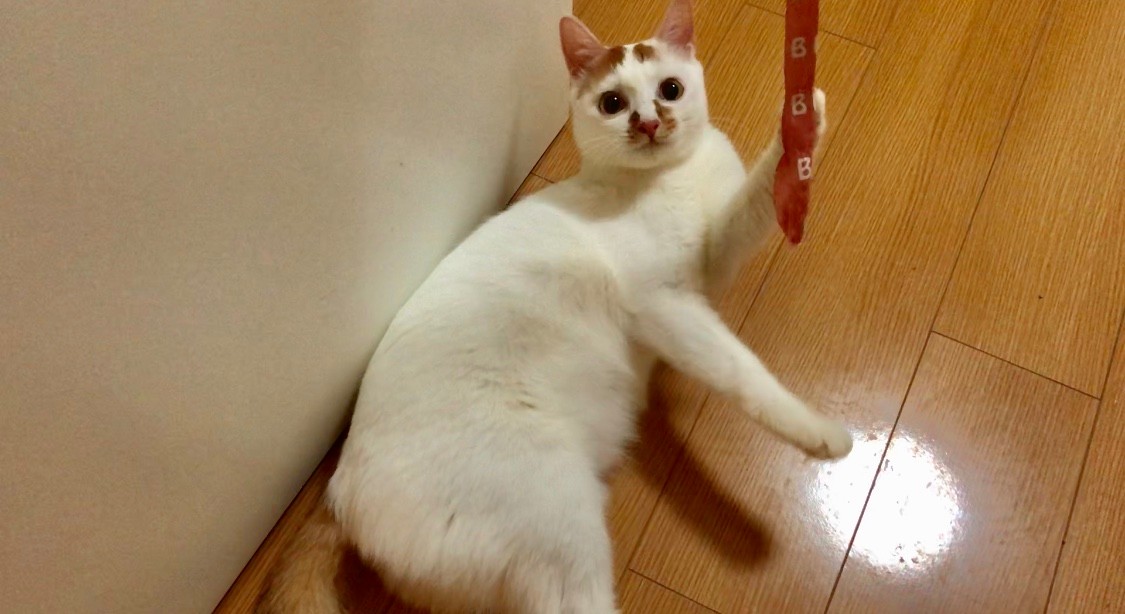 谨防猫中毒，慎用几种消毒用品！养猫家庭怎么消毒，还要看这里