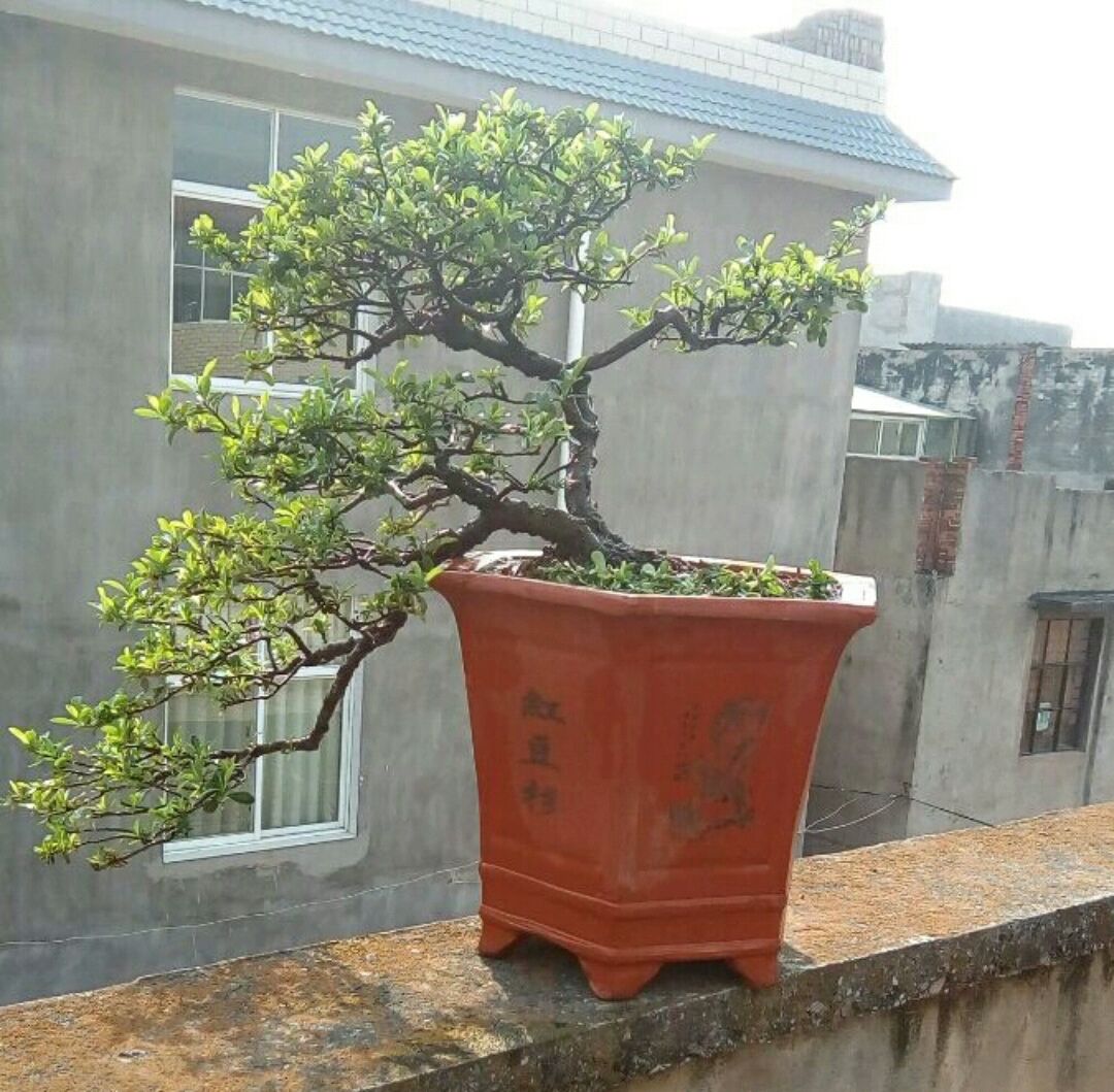 火棘换盆后出现果子萎缩怎么回事,盆景烧根叶子蔫了怎么补救