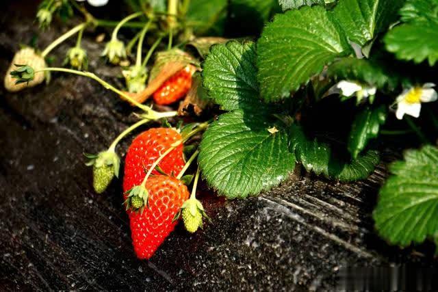 草莓原田育苗,红玉草莓种苗怎么繁育