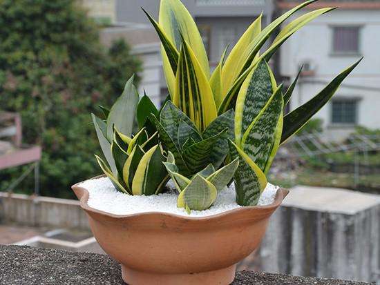 散发清香的易养花卉植物,观叶植物盆栽大全图