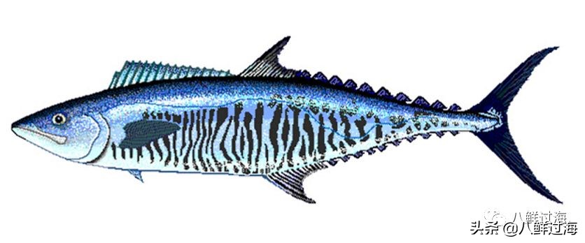 青花鱼跟鲐鲅鱼,青花鱼和鲐鲅鱼的区别