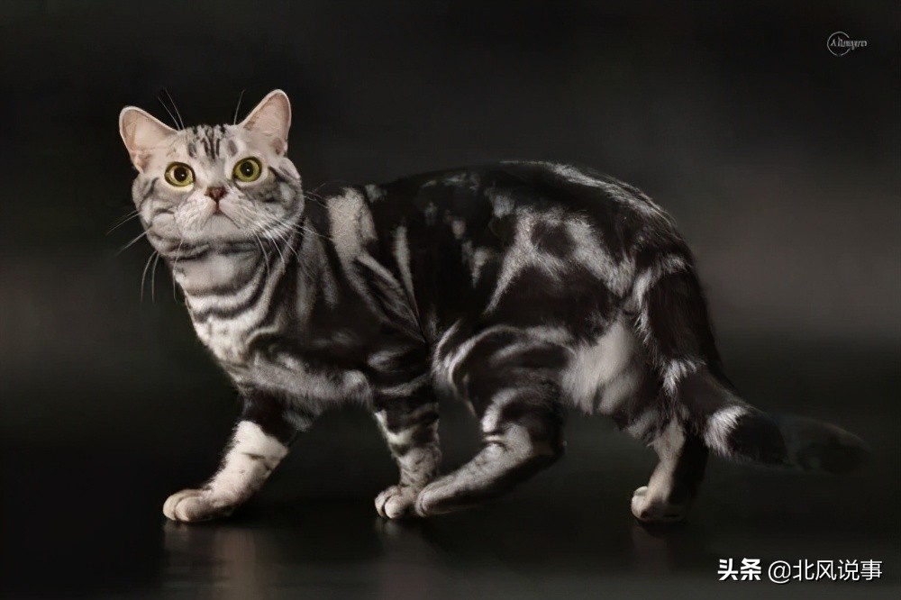 常见宠物猫的品种及价格,常见的十大宠物猫品种介绍大全