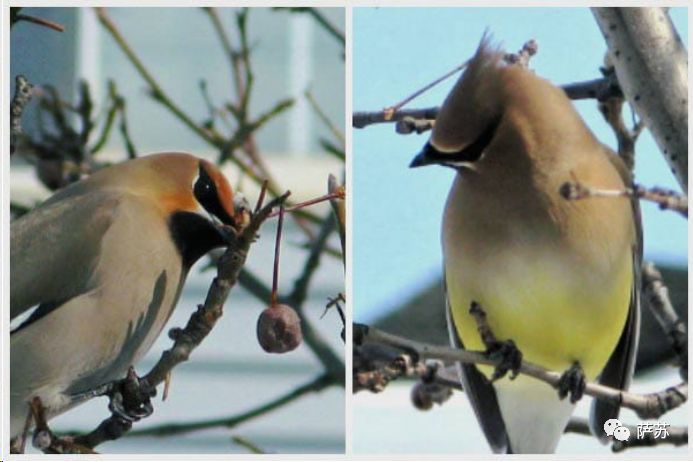 动物买起醉来多疯狂?加拿大松鼠嗜酒如命,山雀也要分一杯“羹”