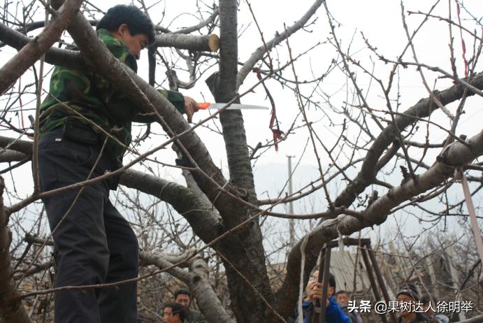 大樱桃枝叶过密怎么处理,大樱桃整形修剪中存在的问题