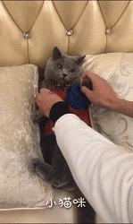 搞笑动图gif微信表情包2019,搞笑动图笑得肚子痛