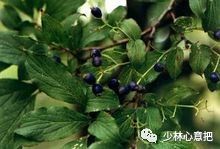 动物中药功效大全,中药药材大全及功效