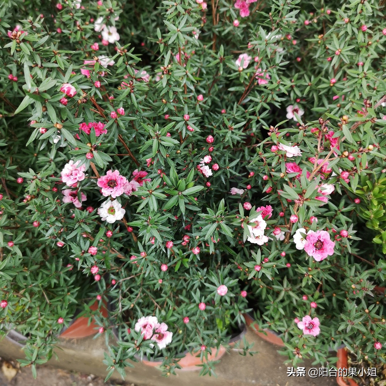 岁寒三友的梅指什么,岁寒三友指的是什么花