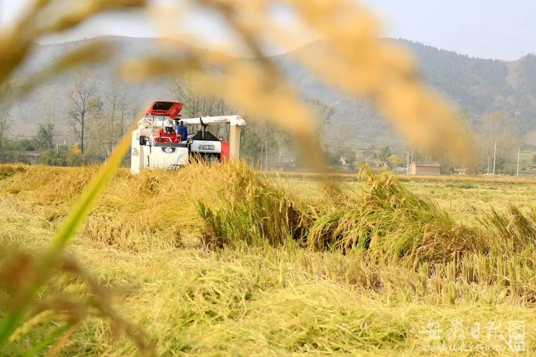 宿州夏天最美的风景在哪里,宿州观赏秋景