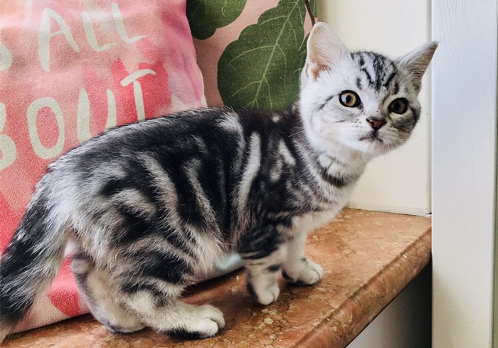 猫咪乱拉乱尿是不是猫砂盆没清理,猫咪乱拉乱尿能打吗