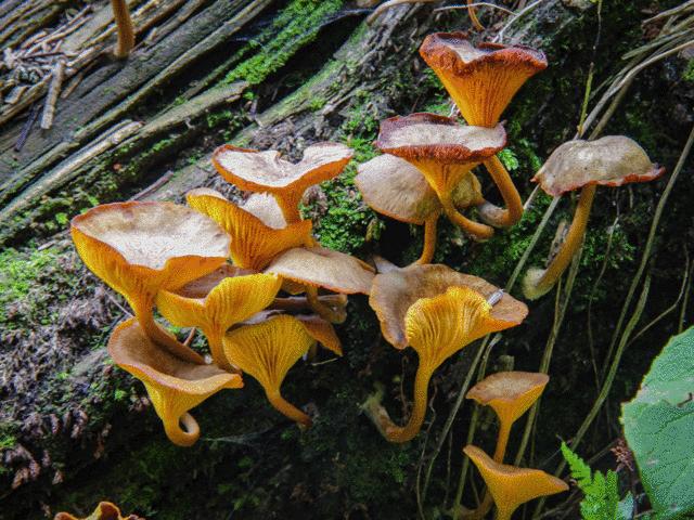 贡享和谐和济共生—贡和堂品牌文化及平台介绍