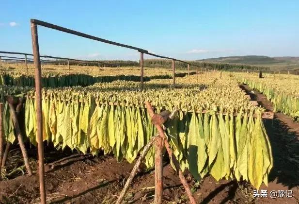 褚时健红塔烟草集团,褚时健中国烟草