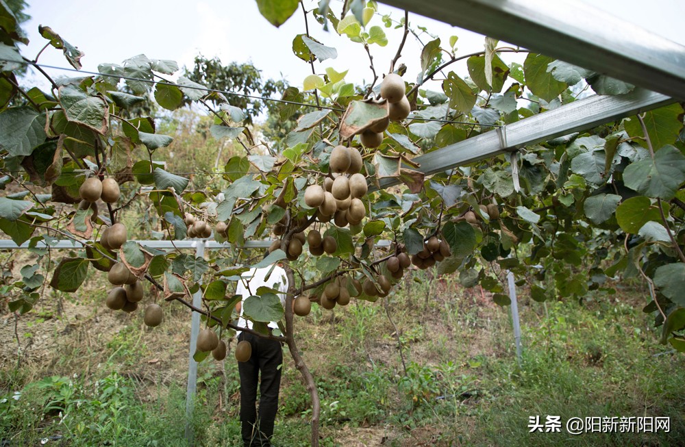 阳新县新闻,湖北鄂州阳新新闻