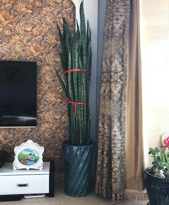 虎皮兰长出了小苗怎么养,虎皮兰幼根怎么培养新根