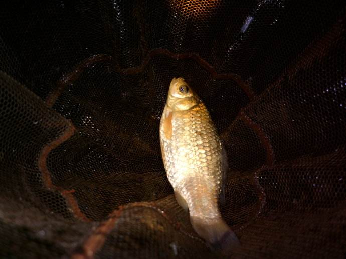 夜钓为什么过了十点鱼就不开口,高温夏季夜钓为什么总是没口