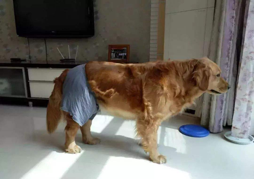 狗狗生理期公狗怎么知道,狗狗生理期又没有公狗怎么办