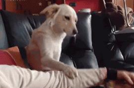 狗子吃醋女朋友,狗子喜欢女朋友怎么办