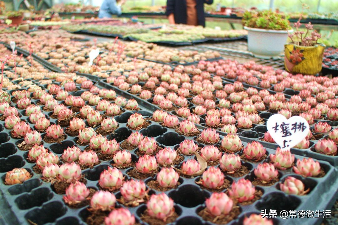 常德丹洲大草原介绍,丹洲草原风景