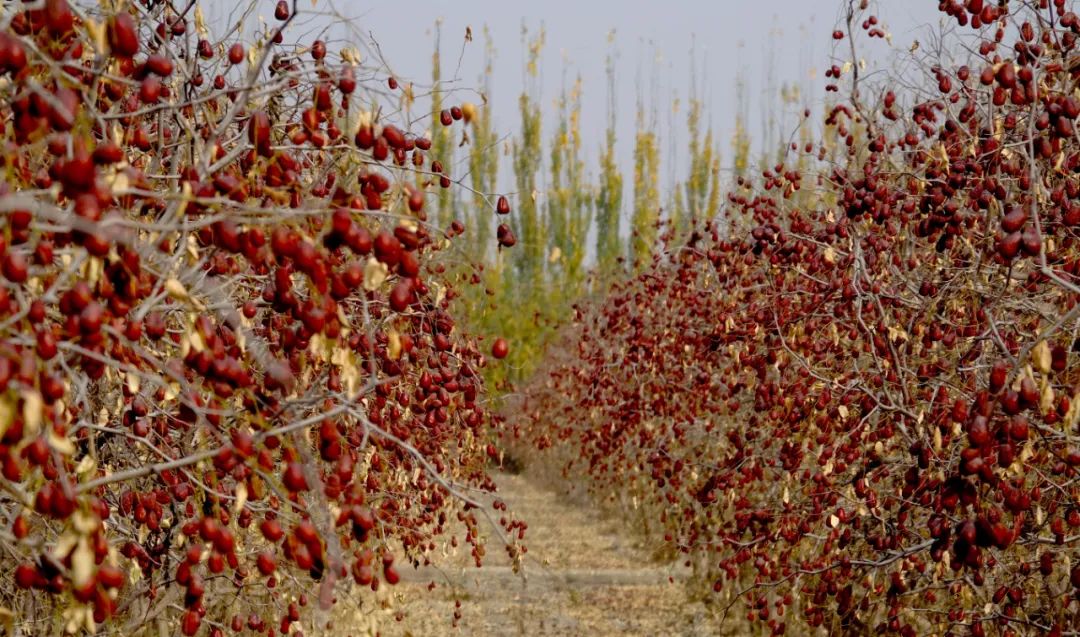 红枣一二三产业融合发展的现状,把红枣产业发展摆上重要议事日程