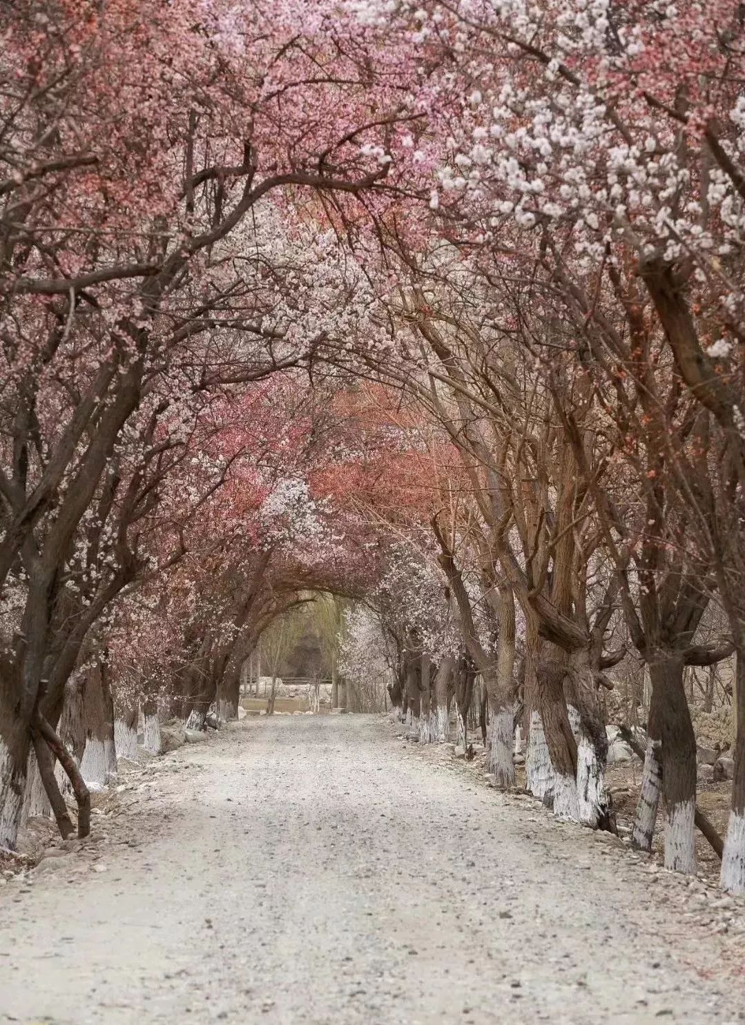 走马春季追花线|春漫*疆新**，牧笛声声中的杏花村