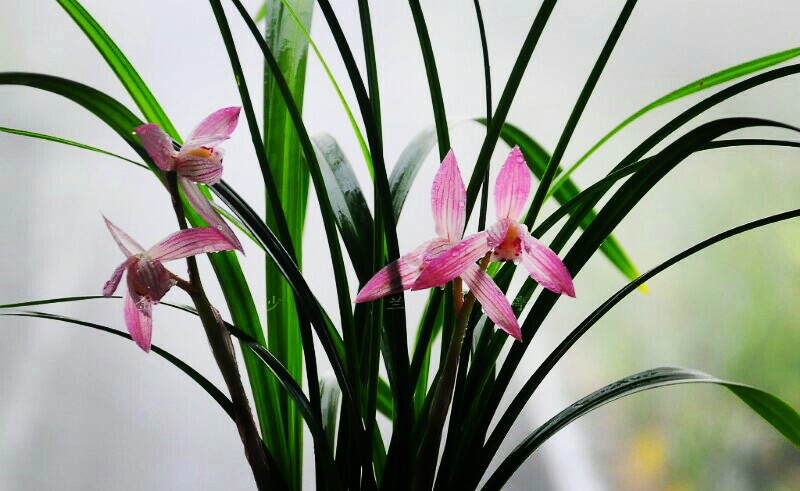 精品玉兰的品种及图片,国兰花朵不艳丽但香气清雅