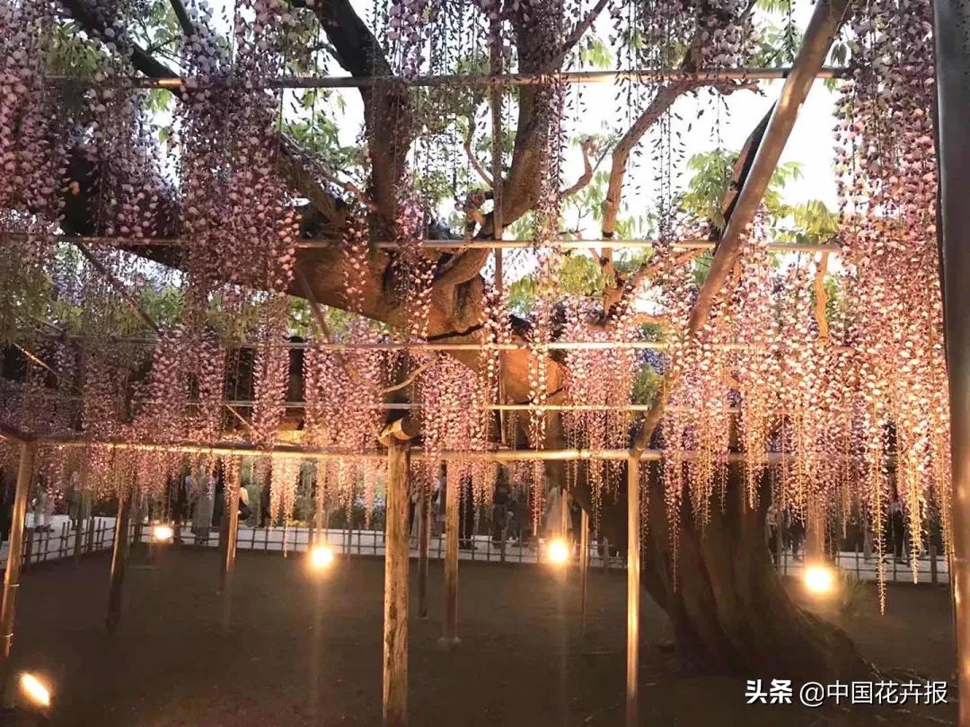 日本紫藤花开引游客驻足,日本紫藤花美景