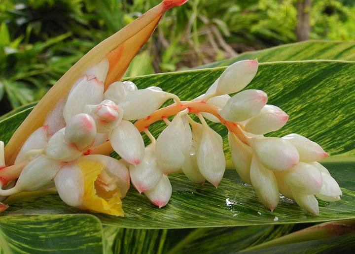 杜牧用豆蔻比喻少女,杜牧为什么用豆蔻形容少女