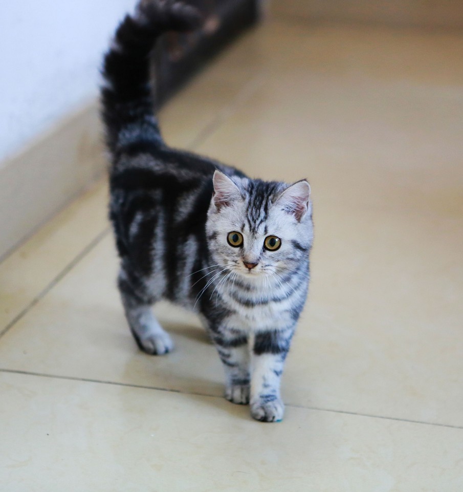 铲屎官怎么分辨自己家的猫,人生中的第一只猫