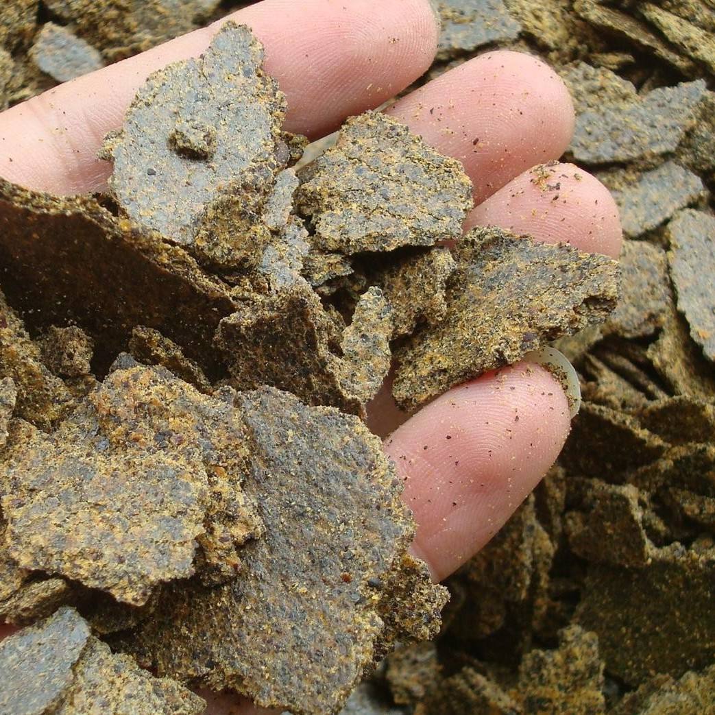 金弹子开花授粉时间,金弹子开花初期如何养护和管理