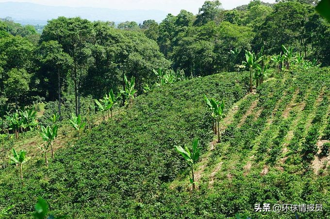 圭亚那有多少印度人,圭亚那人口总数