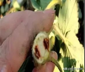 草莓烂根枯萎了如何补救,草莓烂根死苗是什么原因引起的