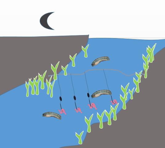 生性凶猛被人误认为是黑鱼，药用价值高但长的慢，详解钓七星鱼
