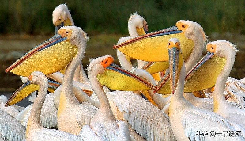 鸟类名字生僻字,带有鸟字的生僻字